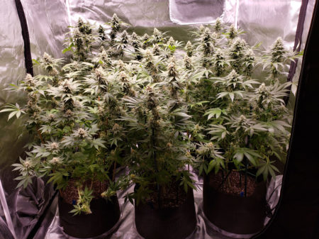 Six cannabis plants flowering under 2 x Electric Sky 300 LED grow lights