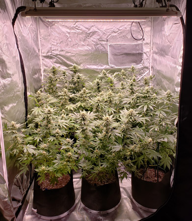 Six flowering plants in a 4'x4'x6.5' grow tent under 2 x Electric Sky 300 LED grow lights - 34 days of flowering