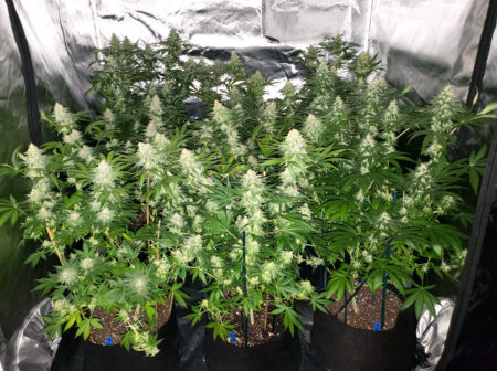 Flowering cannabis plants being grown under two Electric Sky 300 LED grow lights