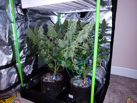 Small cannabis grow tent