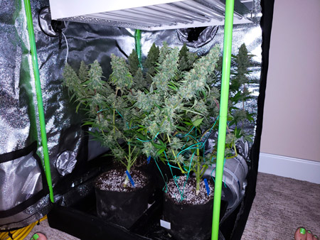 Growing cannabis in a mini tent is fun!