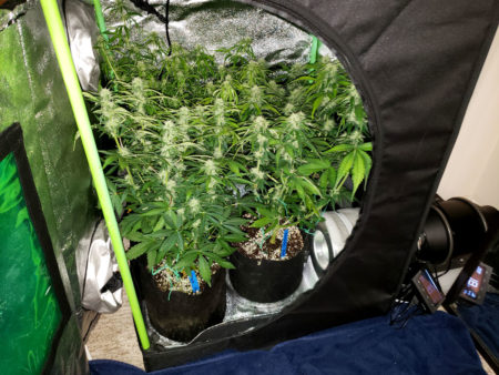 Mini grow tent with HLG 100 LED grow light and 4 autoflowering plants