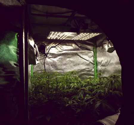 Cannabis plants growing under HLG 100 grow light