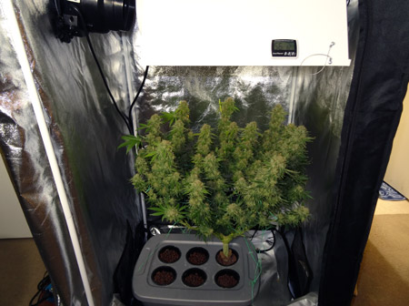 White Rhino before harvest under 250W HPS grow light in a 3'x3'x6' grow tent (6.4 ox harvest)