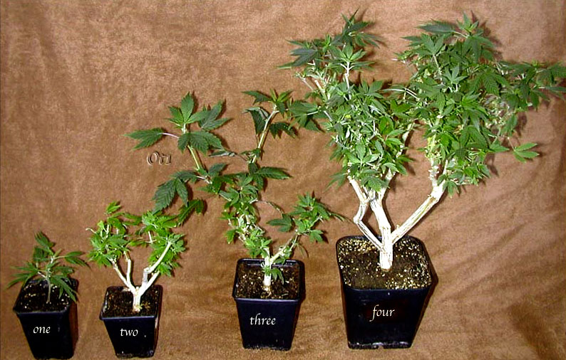 Download How to Create a Bonsai Mother for Unlimited Clones | Grow ...