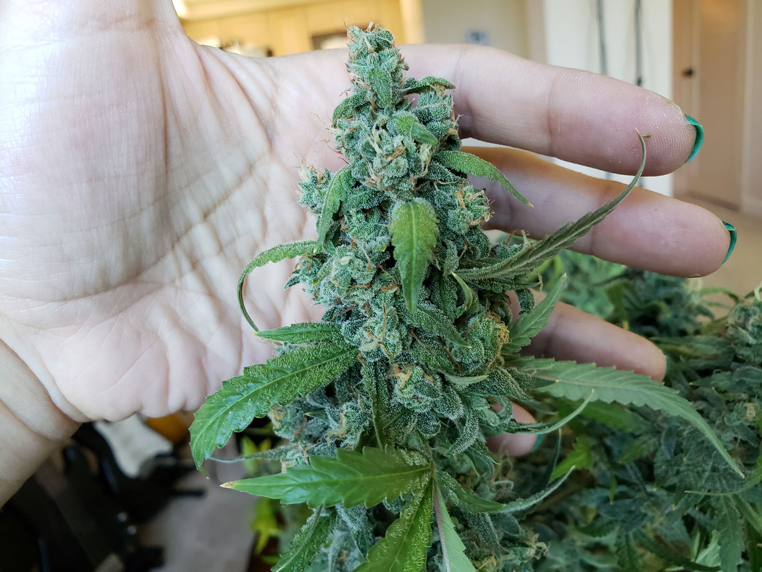 When is the Best Time to Harvest Marijuana Buds? Grow Weed Easy