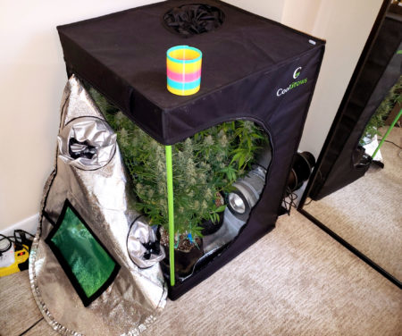 Example of Nebula's Microgrow - this mini grow tent was 2'x2'x3' with 4 autoflowering plants and used a HLG 100 LED grow light. Soil cannabis plants (autoflowering) grown with Flora trio