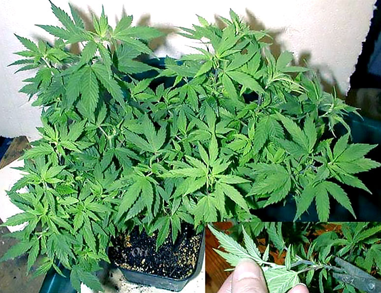 How to Create a Bonsai Mother for Unlimited Clones Grow