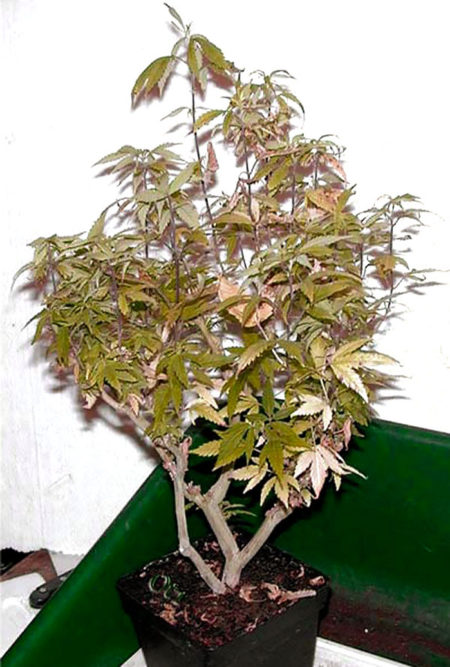 This 7 year old bonsai mother plant was deliberately neglected for the purposes of this tutorial