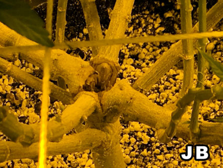 The split manifold of a cannabis plant (closup)