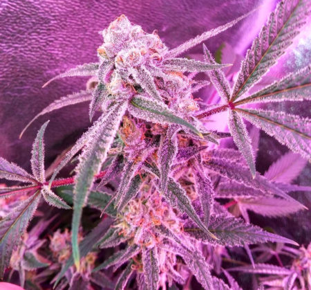 MARS Hydro SP250 review