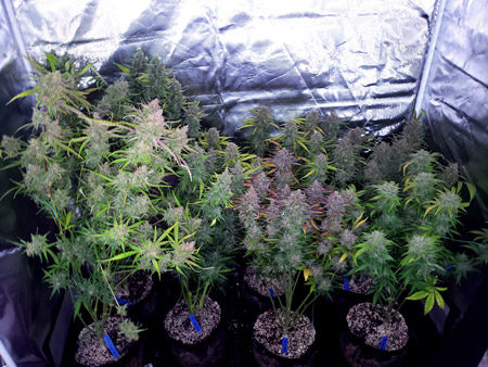 Biggest autoflowering cannabis yields - Grow eight plants to get the best yields in a 2'x4'.