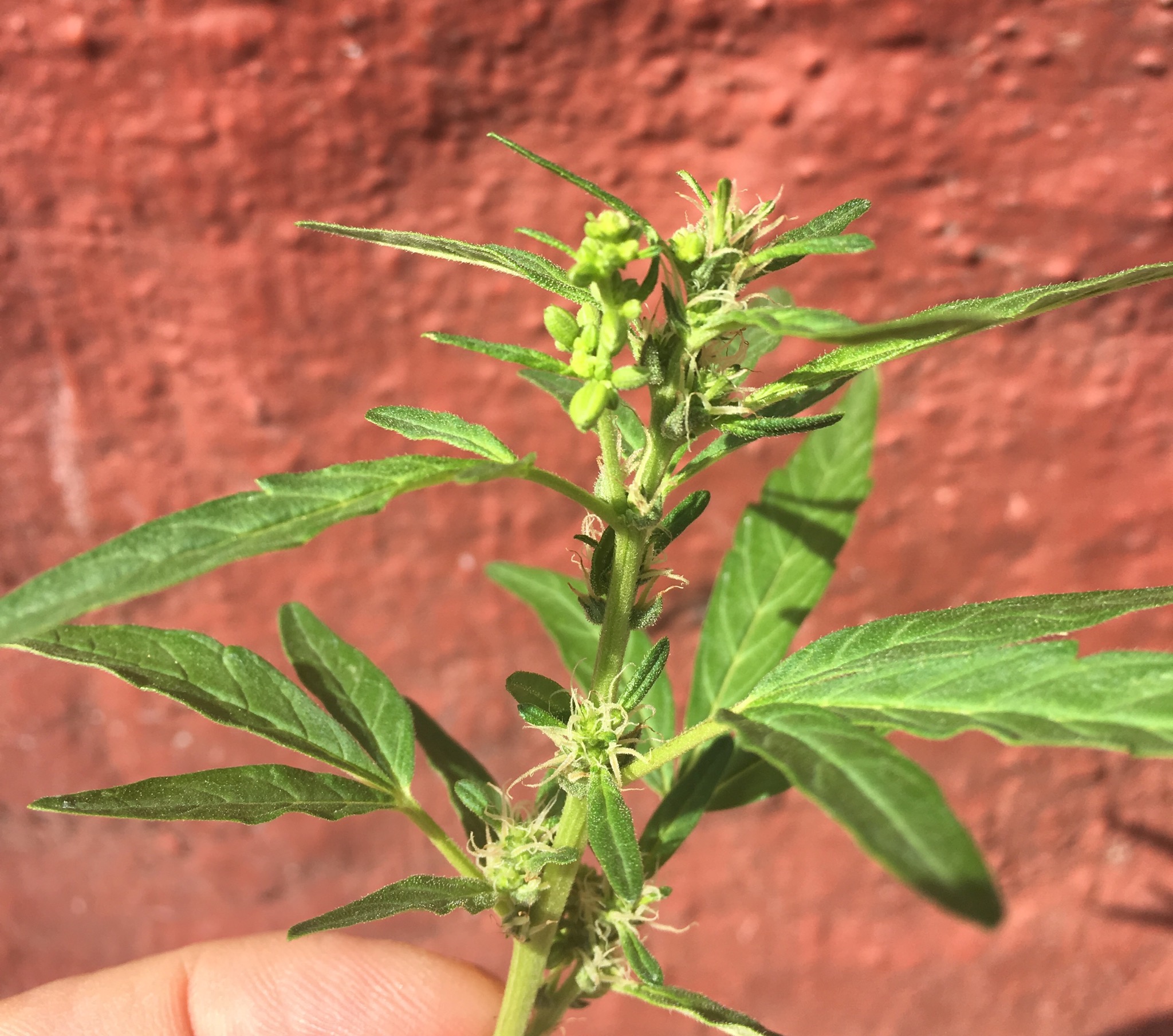 marijuana leaf guide