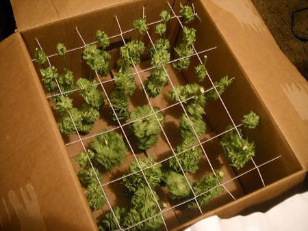 Cannabis buds drying in a box