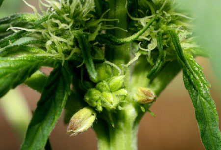 A cannabis plant showing both sexes at the same time.