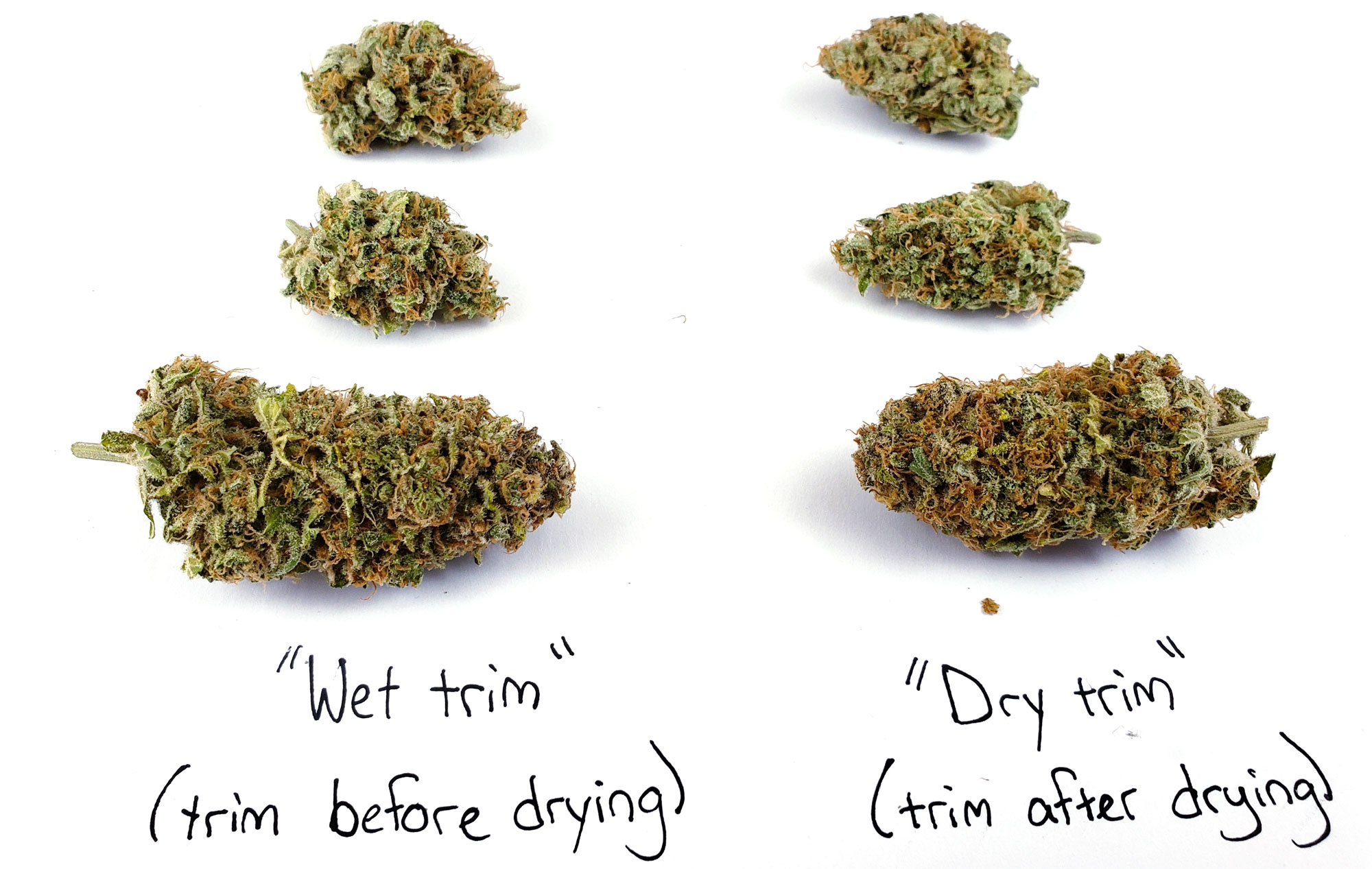 How to Get Dense Buds? Proven Tips for Maximum Yield