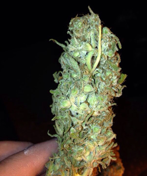 This plant was seeded due to a hermie in the grow room.