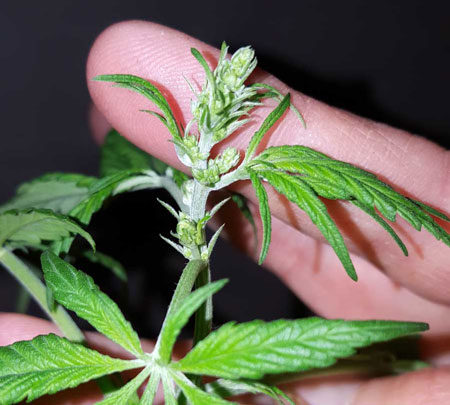 Young male cannabis plants grow pollen sacs instead of buds. Pollen sacs look a bit like bunches of grapes.