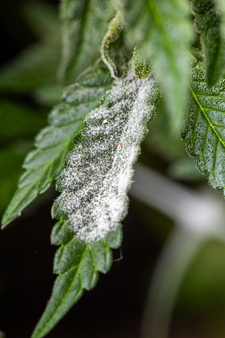 White patches of powder on cannabis leaves are the result of white powdery mildew.