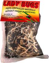 Buy ladybugs on Amazon.com to fight your leafhoppers