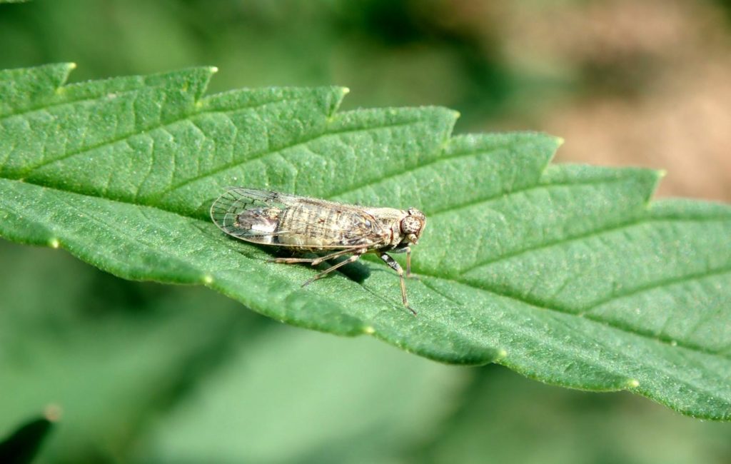 Complete Pest Guide Cannabis Pests, Bugs & Viruses Grow Weed Easy