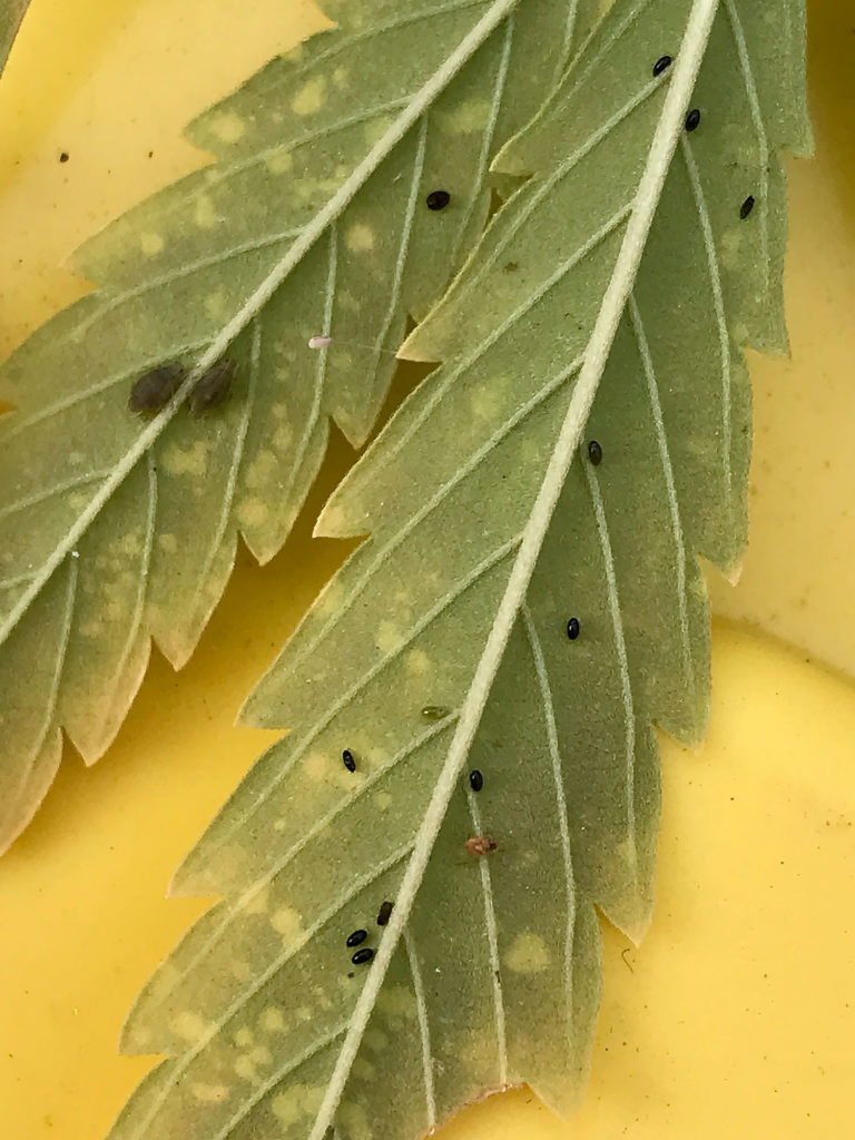 This cannabis leaf has aphids (bad) as well as lacewigs (good)