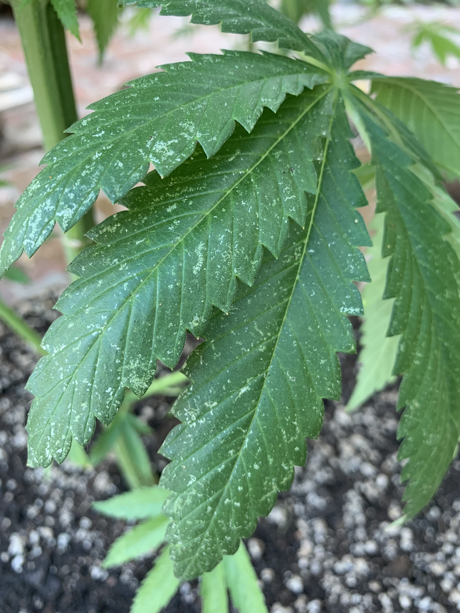 Lowly Moss-Like Plant Seems to Copy Cannabis