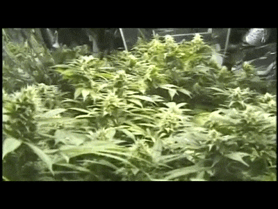 Видео про марихуану на ютубе как смотреть через тор браузер видео gydra