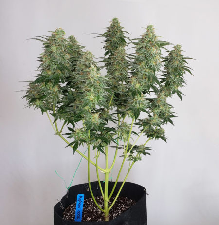 "SODK" or Sour Orange Diesel Kush autoflowering plant by Mephisto Genetics - just before harvest. At that point, you just continue taking care of your cannabis plant (giving a good environment, keeping buds from getting too hot, watering regularly, and ensuring it doesn't have any nutrient deficiencies).