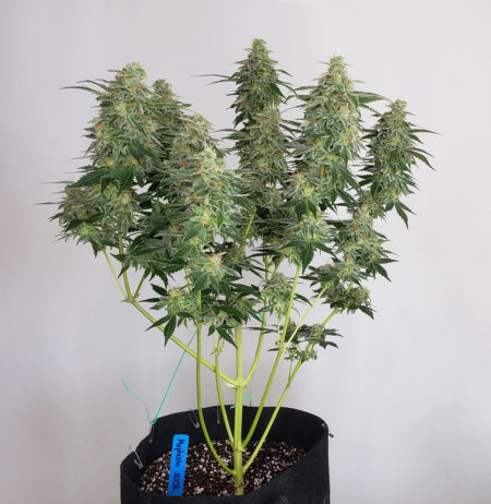 "SODK" or Sour Orange Diesel Kush autoflowering plant by Mephisto Genetics - just before harvest