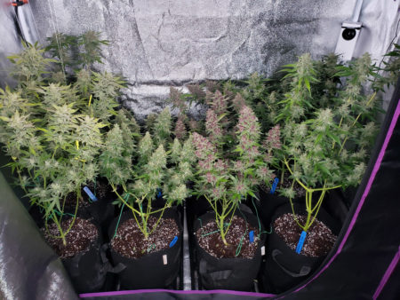 Example of 8 different autoflowering cannabis strains grown in a grow tent
