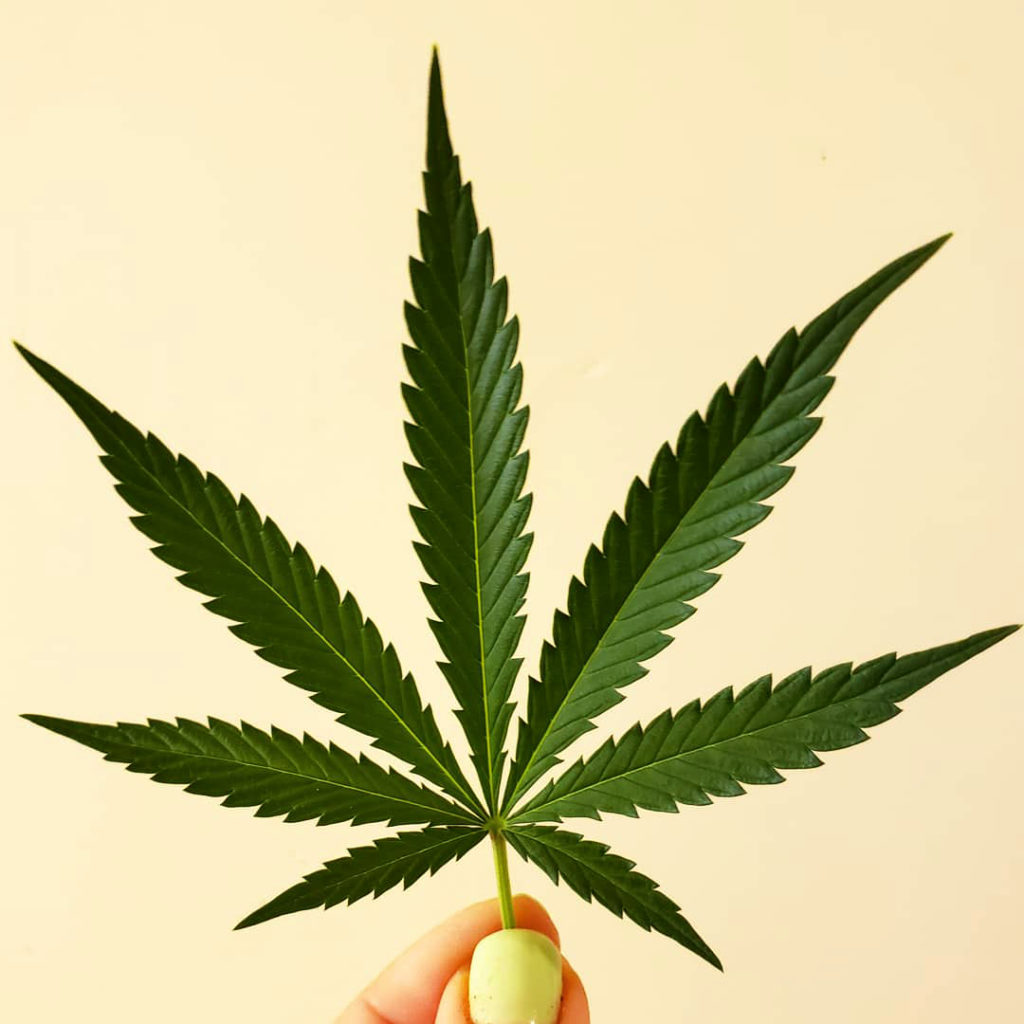 What Makes Cannabis Plants Grow 3Point Leaves? Grow
