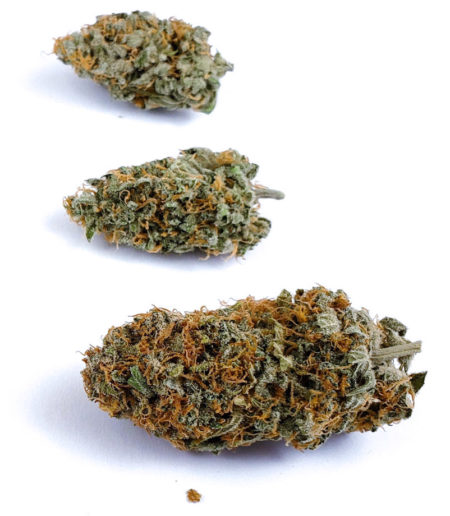 Closeup of buds from Cinderella Jack autoflowering plant