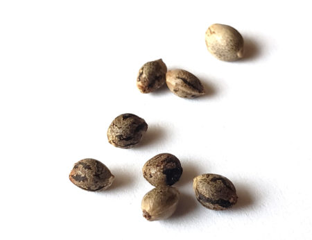 Learn what online seed banks are a good choice to buy cannabis seeds online.