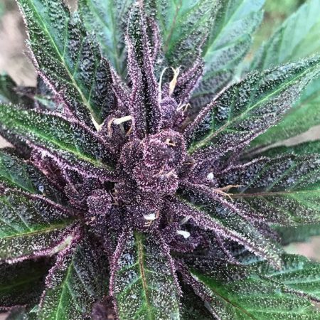 Dark Devil Auto purple buds closeup - grown by LuckyAcres