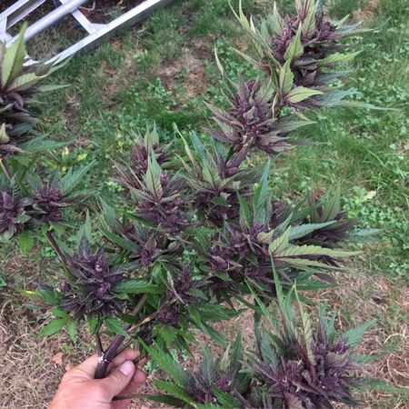 Dark Devil Auto purple buds on outdoor plant - grown by LuckyAcres. The hairs on these cannabis buds have all turned purple. Ready to harvest.