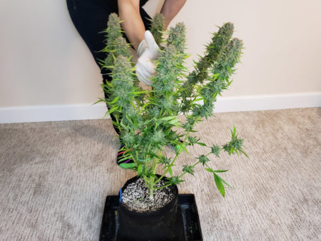 Nebula Haze giving the thumbs up to this Cinderella Jack autoflowering plant just before harvest