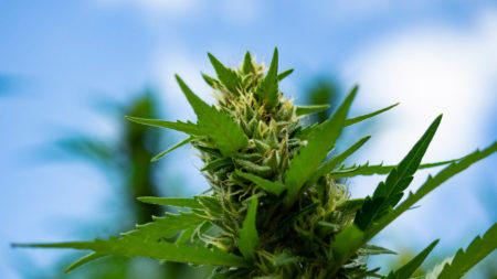 You can tell this marijauna bud is not ready to harvest because the hairs on the buds have not fully darkened and curled in ed in.