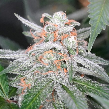 Example of THC Bomb autoflowering buds