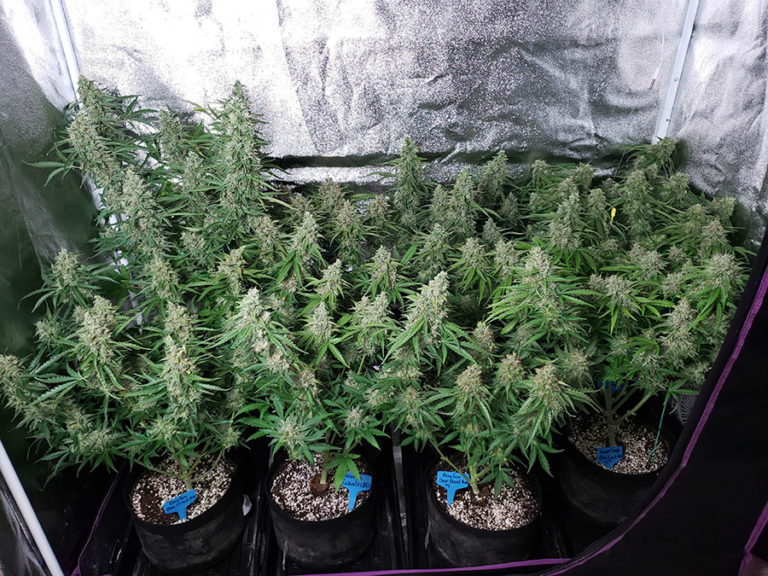 Sea of Green Tutorial Increase yields with more plants Grow Weed Easy