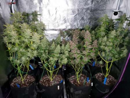 250W HPS grow tent before harvest. Lollipopped marijuana plants tend to put more "effort" into the top buds, which is what you want (top buds are typically the biggest and most potent buds on a cannabis plant).
