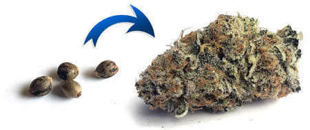 Turn your cannabis seeds into weed at GrowWeedEasy.com (most comprehensive free cannabis home grow resource on the planet).