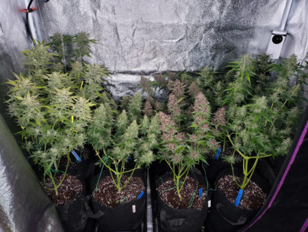 250W HPS plants before harvest