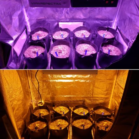 ViparSpectra LED grow lights tent vs 250W HPS grow light tent with cannabis seedlings that are about 2 weeks old