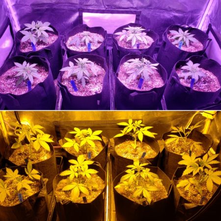 Hps vs Viparspectra LED grow tents at the end of week 3