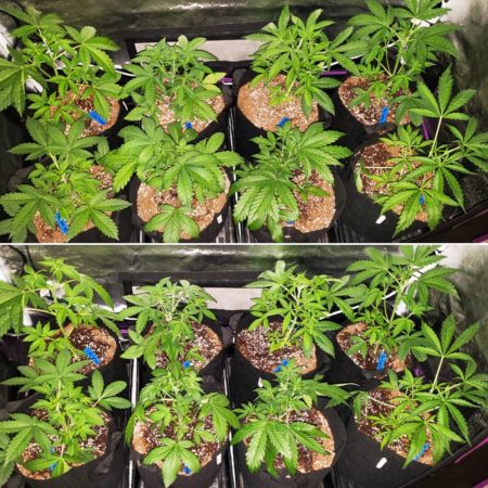 Example of cannabis plants going through plant training. The top picture shows the plants at about 4 weeks old, and the bottom picture shows what they look like after being topped and tucked