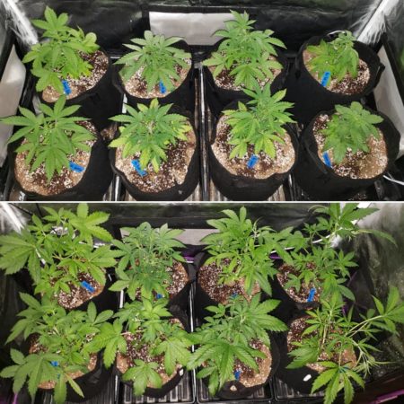 ViparSpectra LED plants on top vs 250W HPS plants on bottom. Grow journal details - plants at the end of week 4 (natural lighting, lights off)
