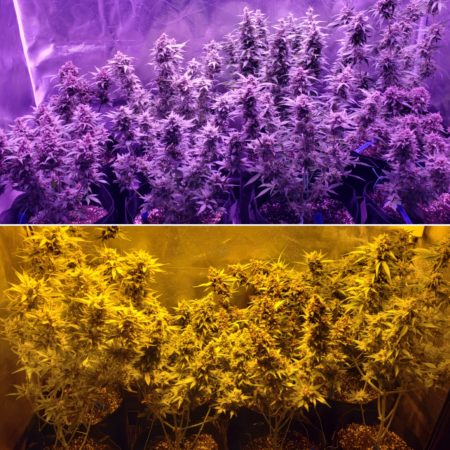 HPS vs Viparspecta LED grow lights