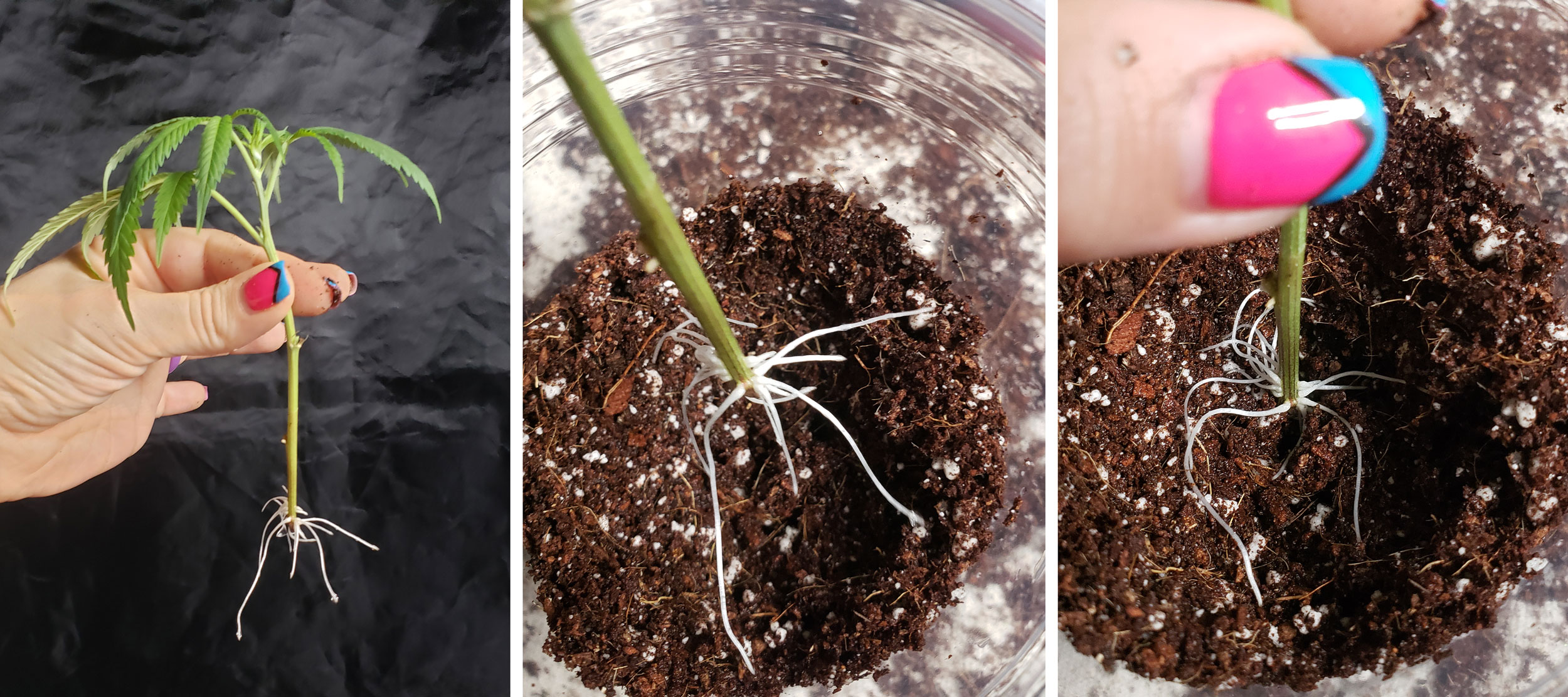 How to Clone Weed in a Cup of Water (Easy!) Grow Weed Easy