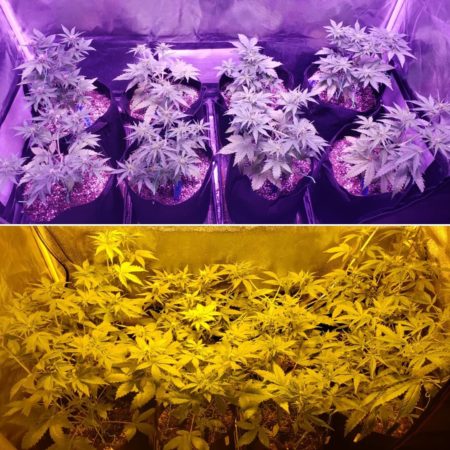 The ViparSpectra LED grow tent vs the 250W HPS grow tent - beginning of week 6 from germination